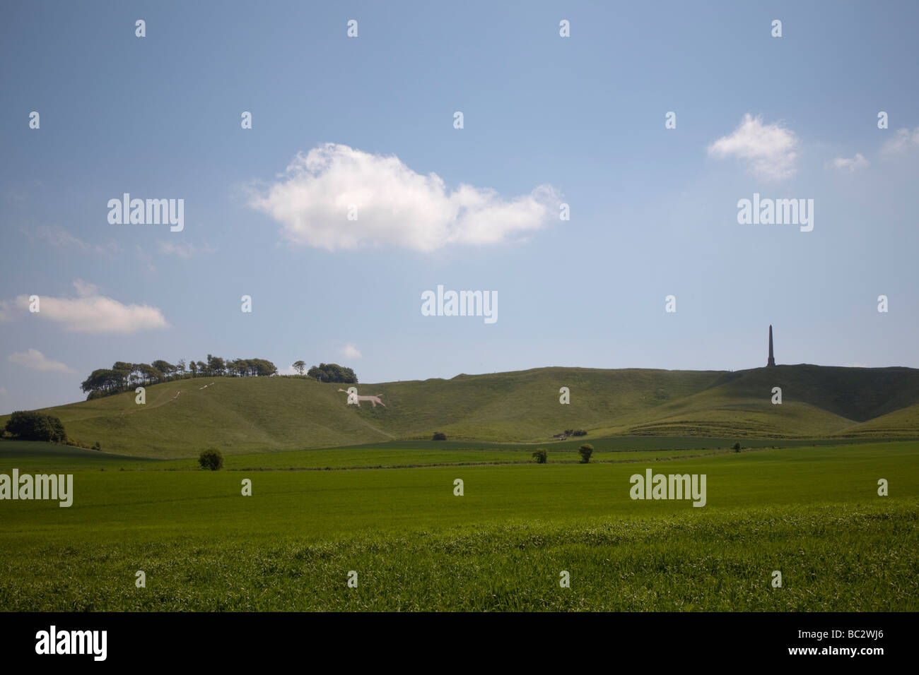 chalk white horse and monument on Cherhill Down near Calne in Wiltshire on a sunny summer day