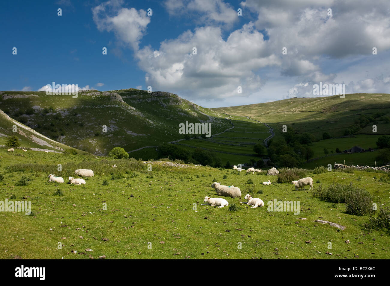 Yorkshire Dales and Sheep Malham Yorkshire Dales England Stock Photo