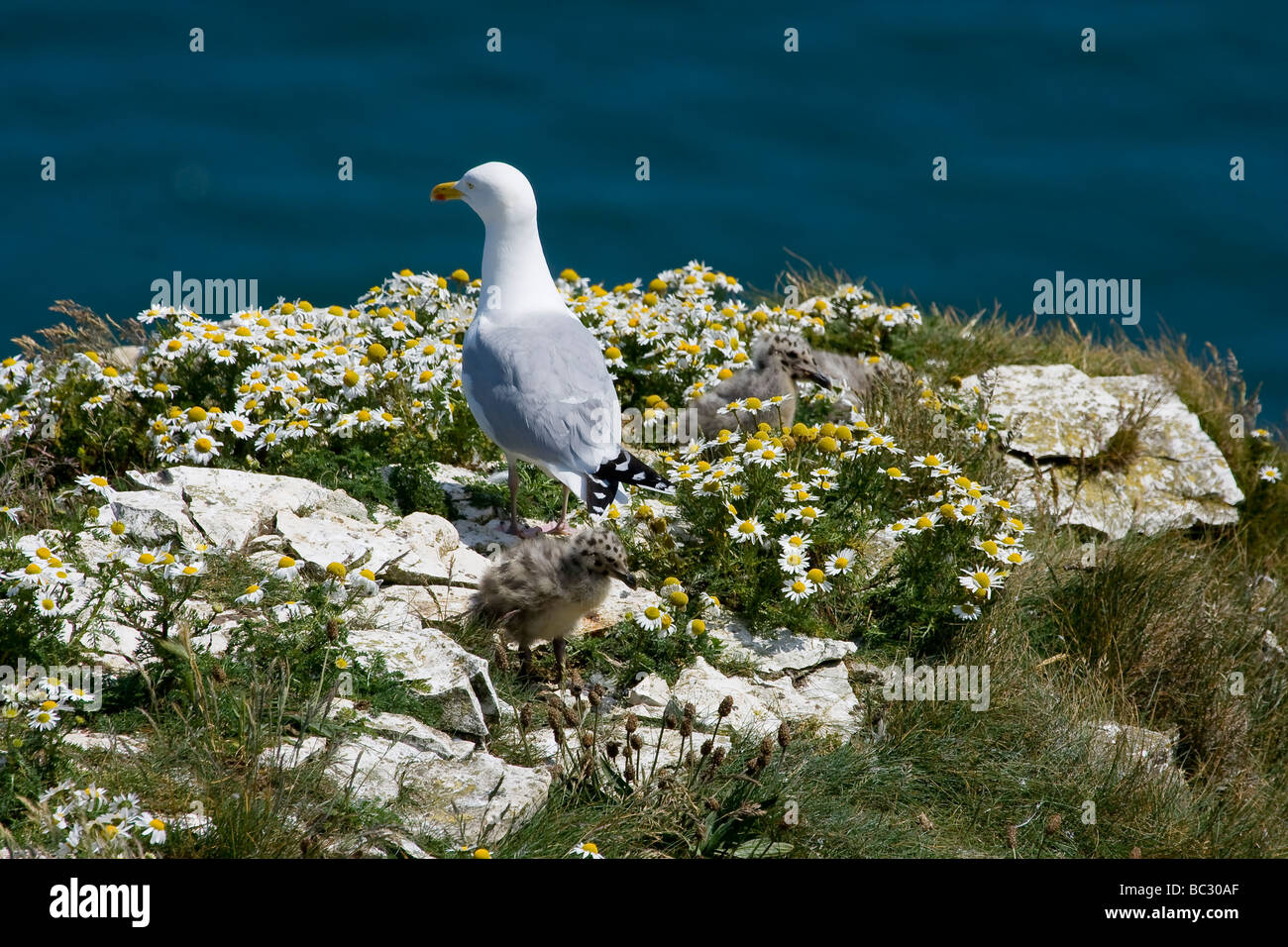 HERRING GULL WITH CHICKS Stock Photo Alamy