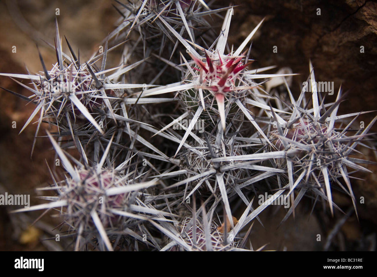 Top view of cactus in the Sierra de San Francisco, Baja California, Mexico. Stock Photo