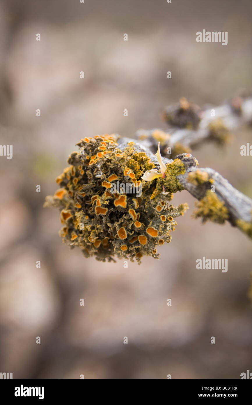 Orange lichen (Teloschistes chrysophthalmus), Sierra de San Francisco, Baja California Sur, Mexico. Stock Photo