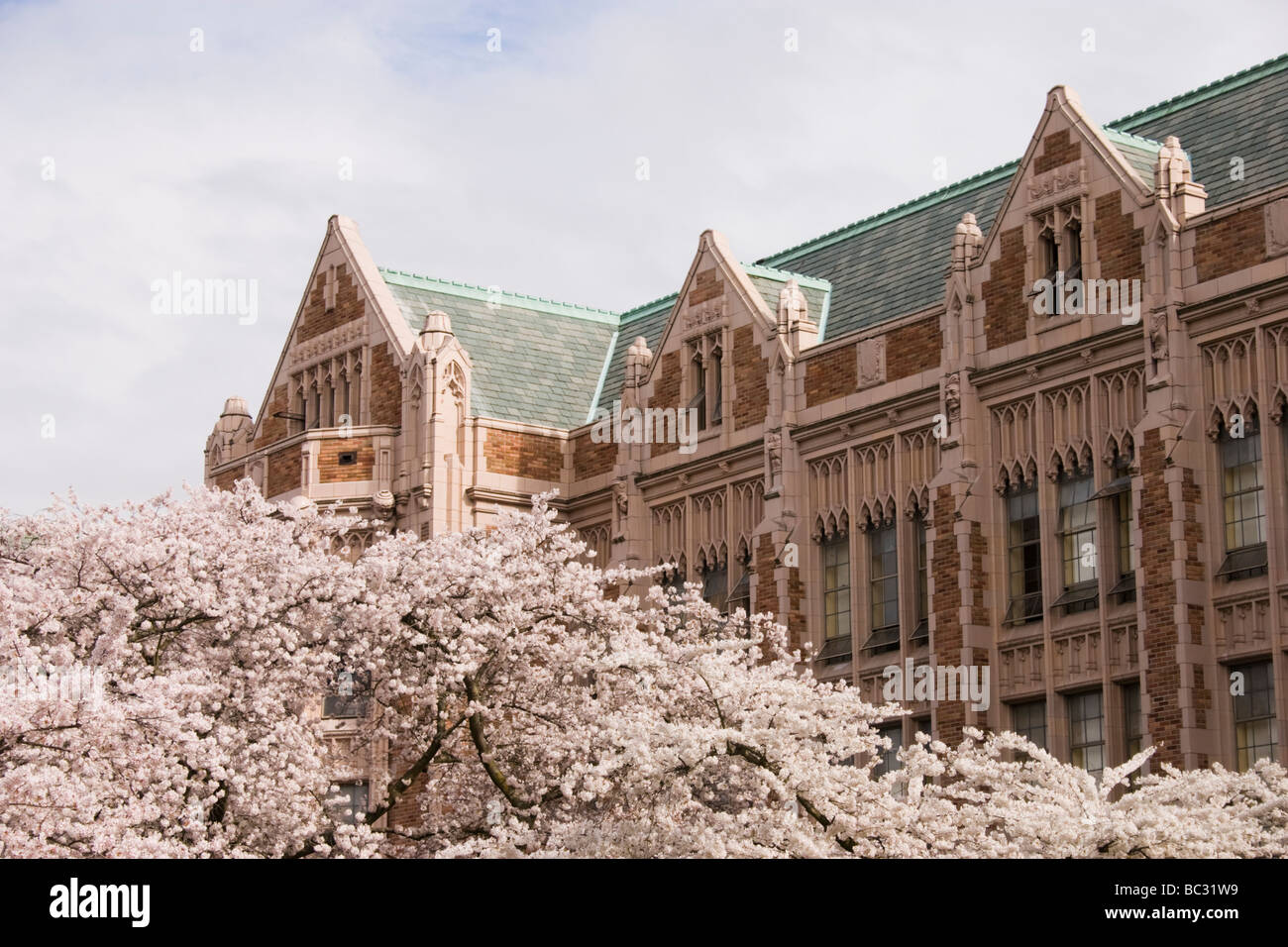 Miller Hall and cherry trees on the university of Washington campus in