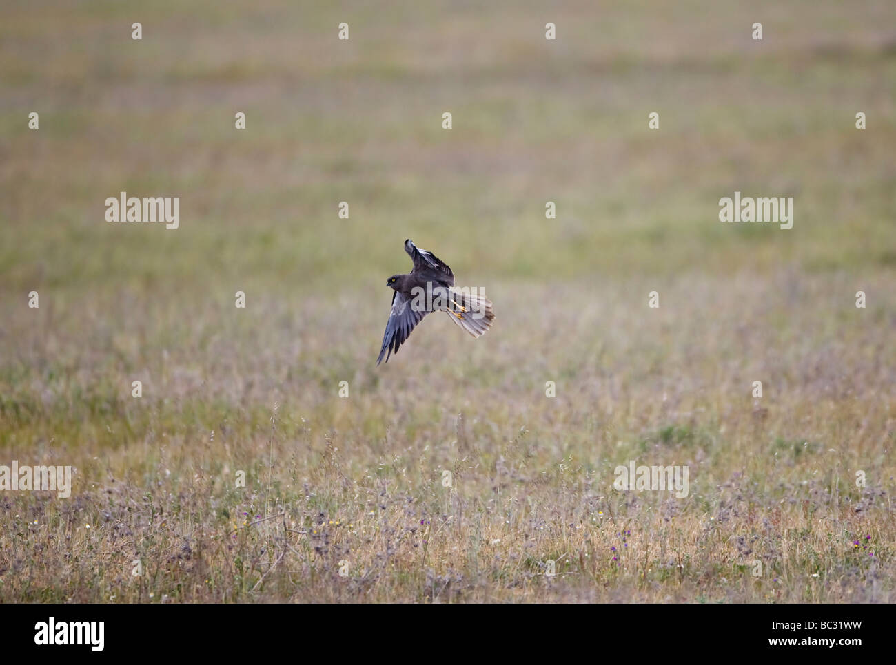 Montagus harrier Circus pygargus hunting whilst on migration Stock Photo