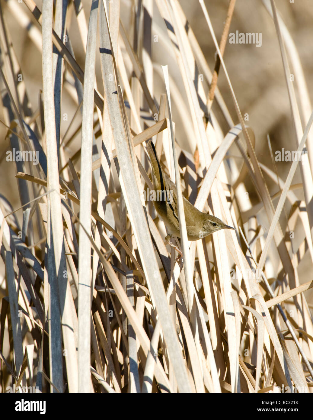 Savi's warbler Locustella luscinioides in reeds Spain April Stock Photo