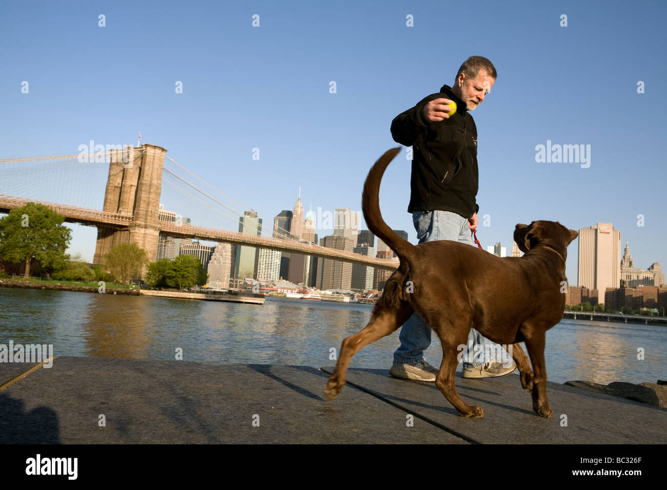 Man playing with his dog in an East River Park in Brooklyn Stock Photo