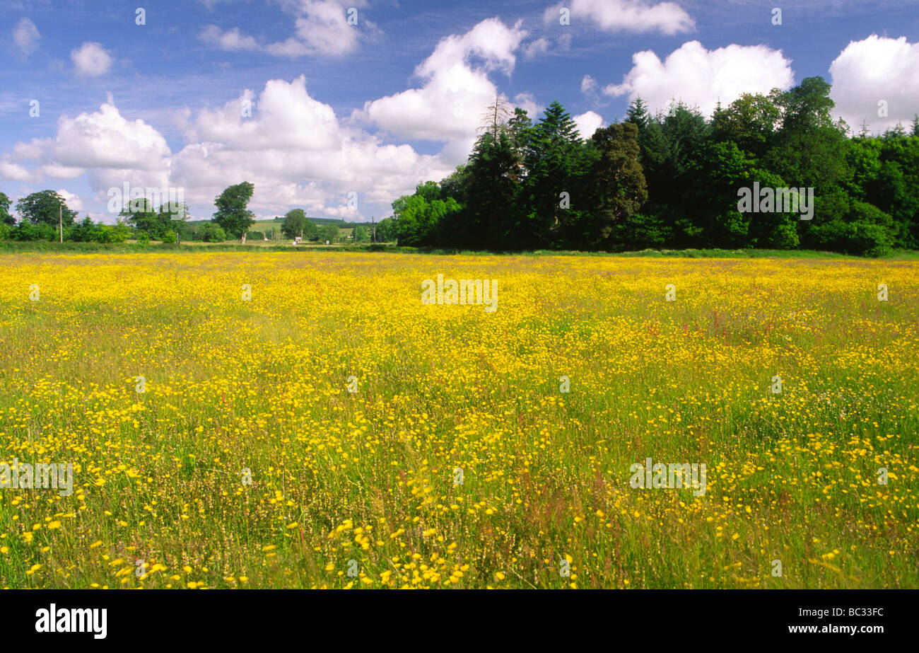 Summer a field of buttercup flowers flowering under a blue sky with interesting clouds on Annandale Way Annandale Scotland UK Stock Photo