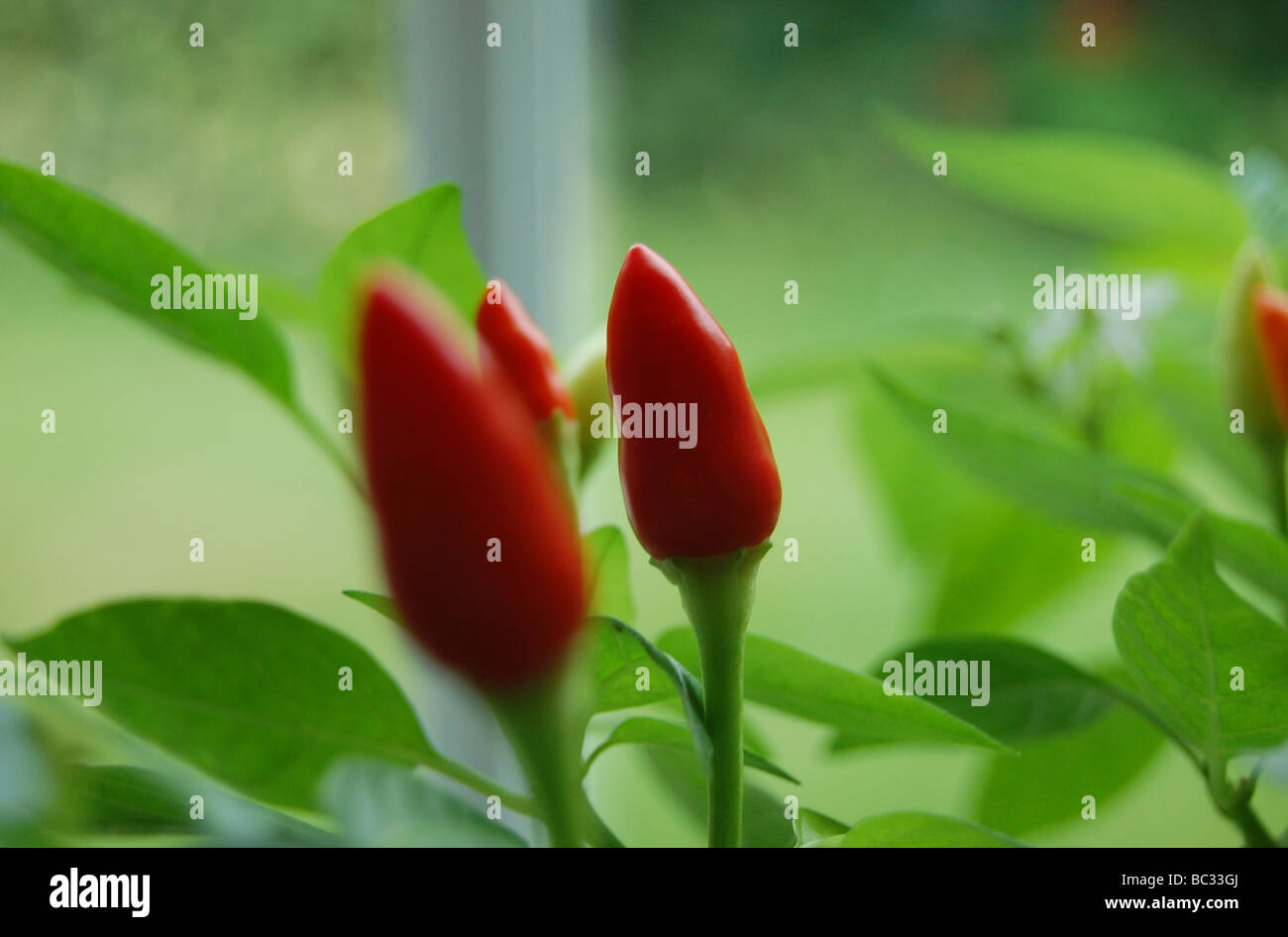 Thai Birdseye chili plant growing on a windowsill. Stock Photo