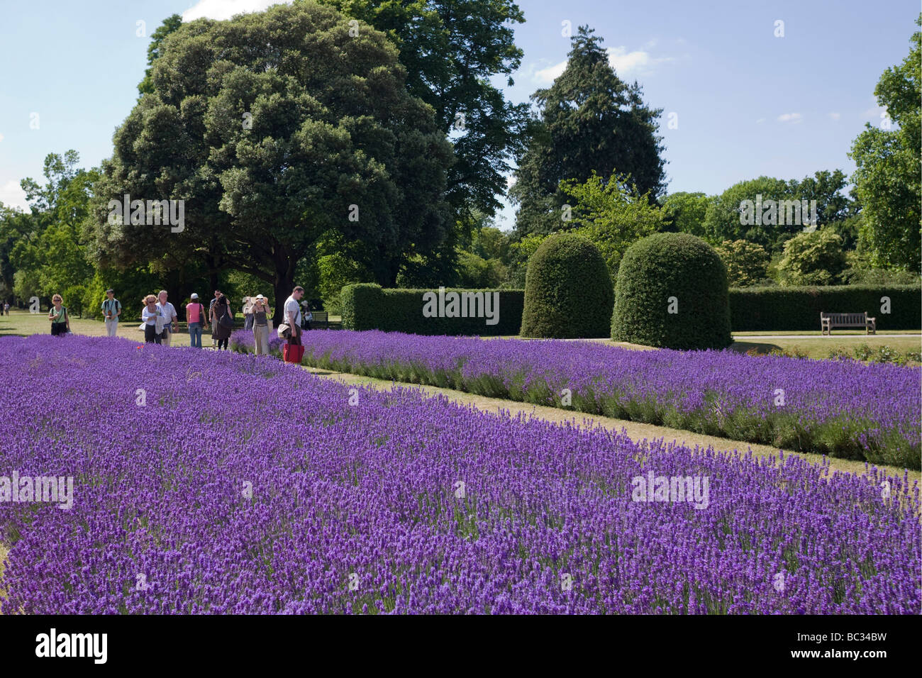 Lavender beds outside the Palm House, Royal Botanic Gardens, Kew London GB UK Stock Photo