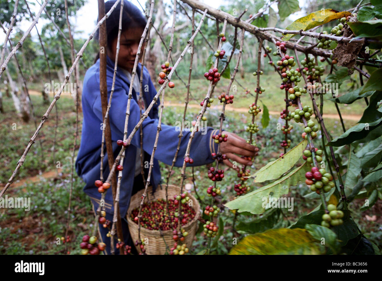 Laos, Bolaven Plateau Cultivation of coffee Stock Photo Alamy