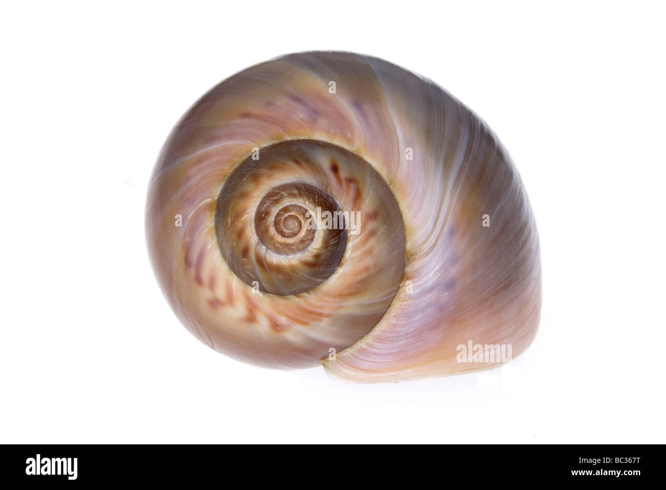 multiple shell profiles hi-res stock photography and... Shell picture hi-res stock photography and images - Alamy