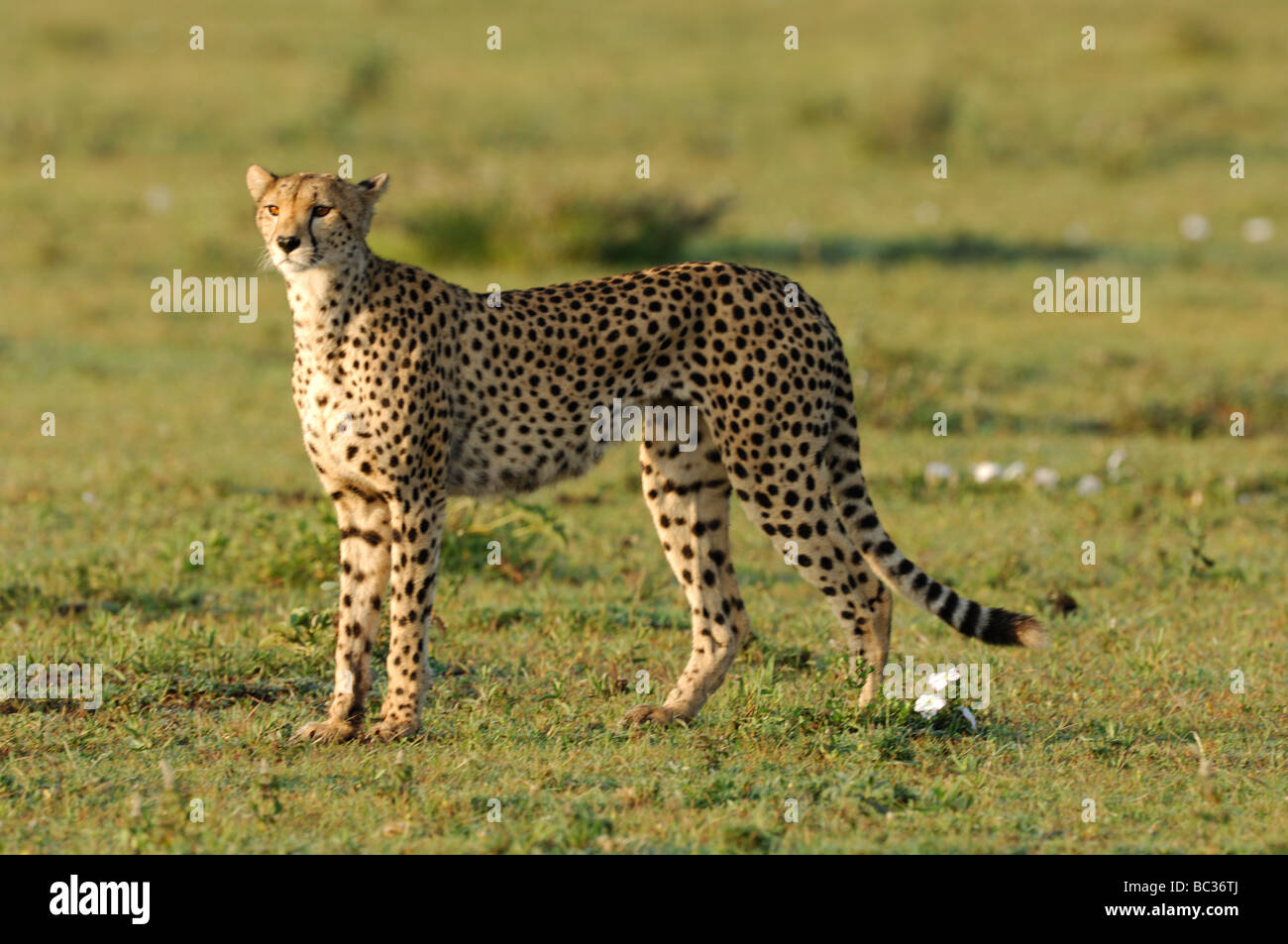What do cheetahs like to do picture