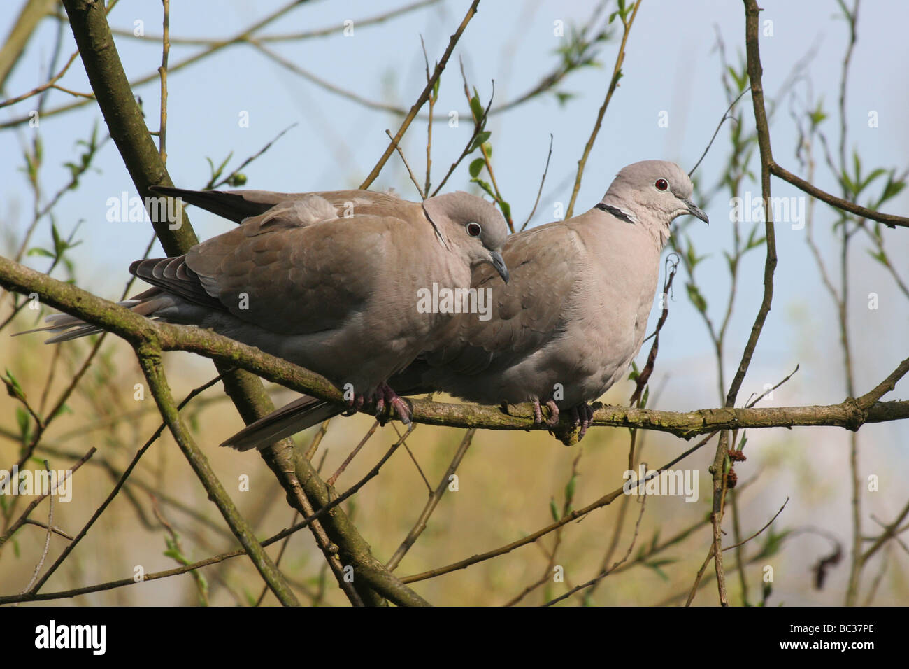 Collared Doves, Birds, England Stock Photo Alamy
