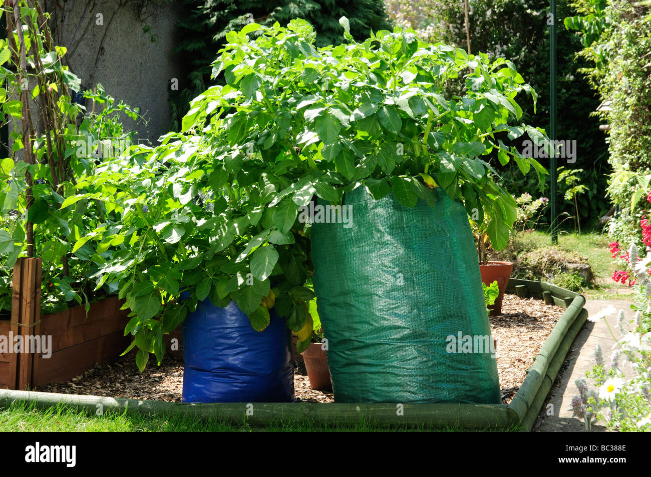 Growing potatoes in a bag, UK Stock Photo Alamy
