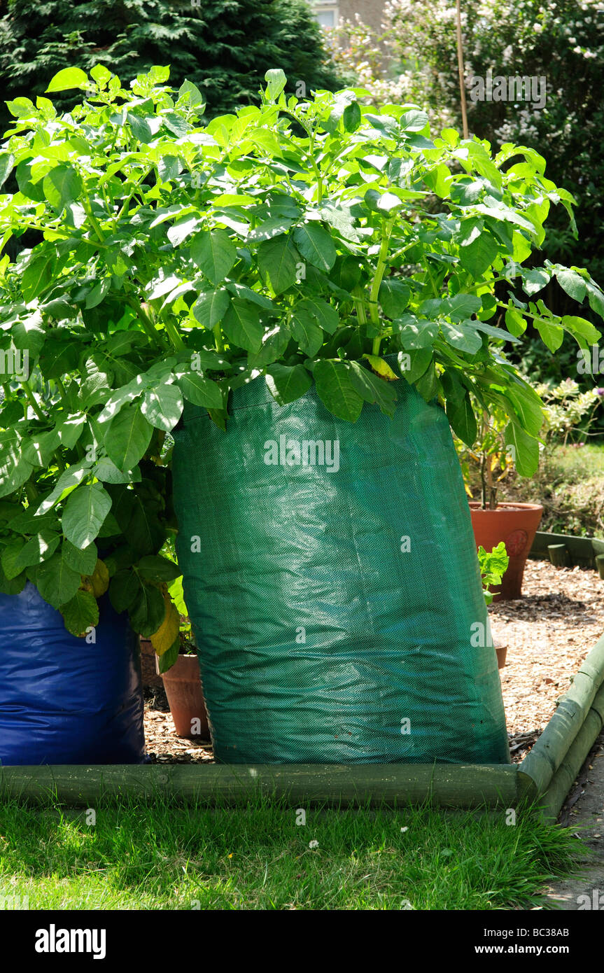 Growing potatoes in a bag, UK Stock Photo