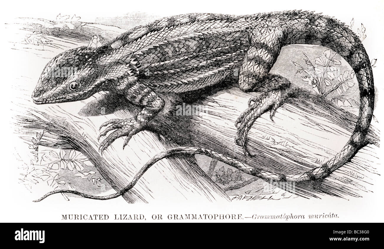 muricated lizard or grammatophore grammatophora muricata Stock Photo
