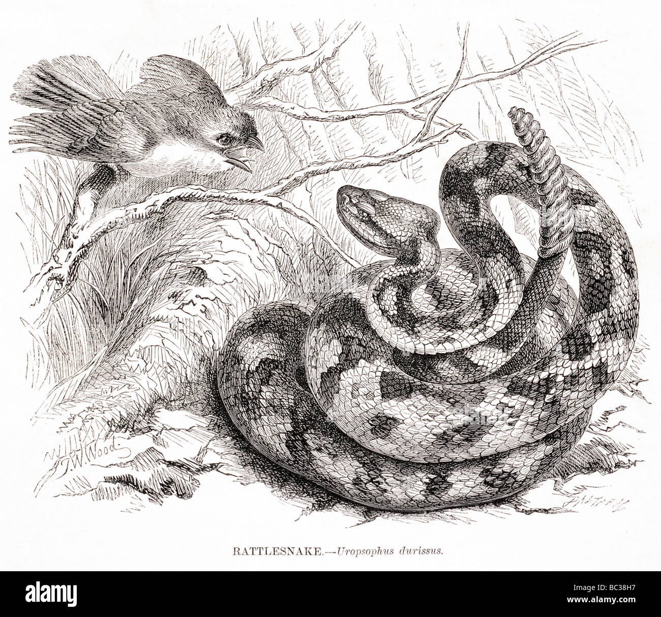 rattlesnake uropsophus durissus Stock Photo