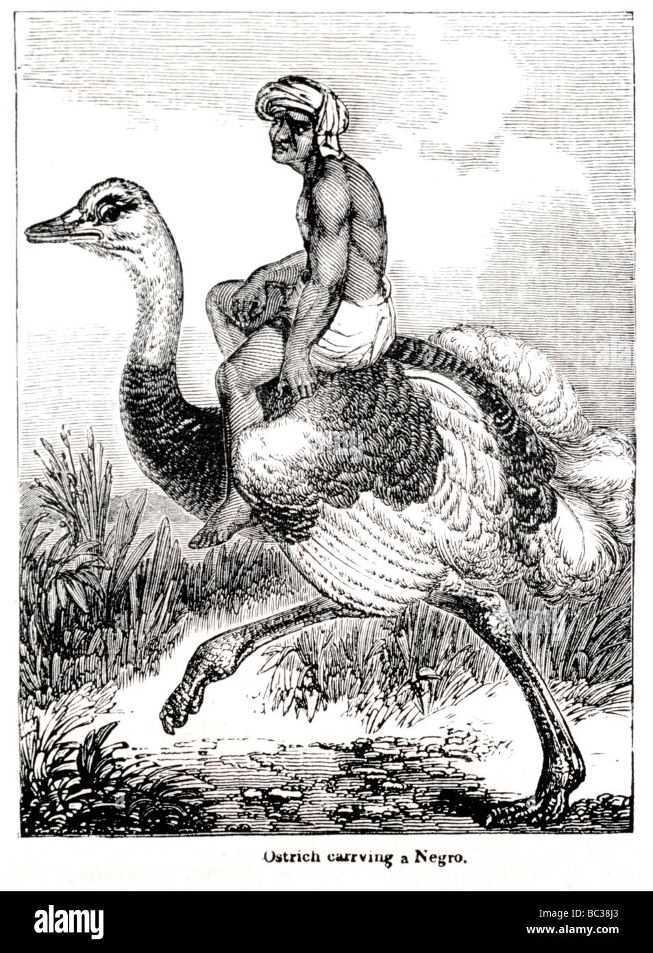 ostrich carrying a negro Stock Photo Alamy