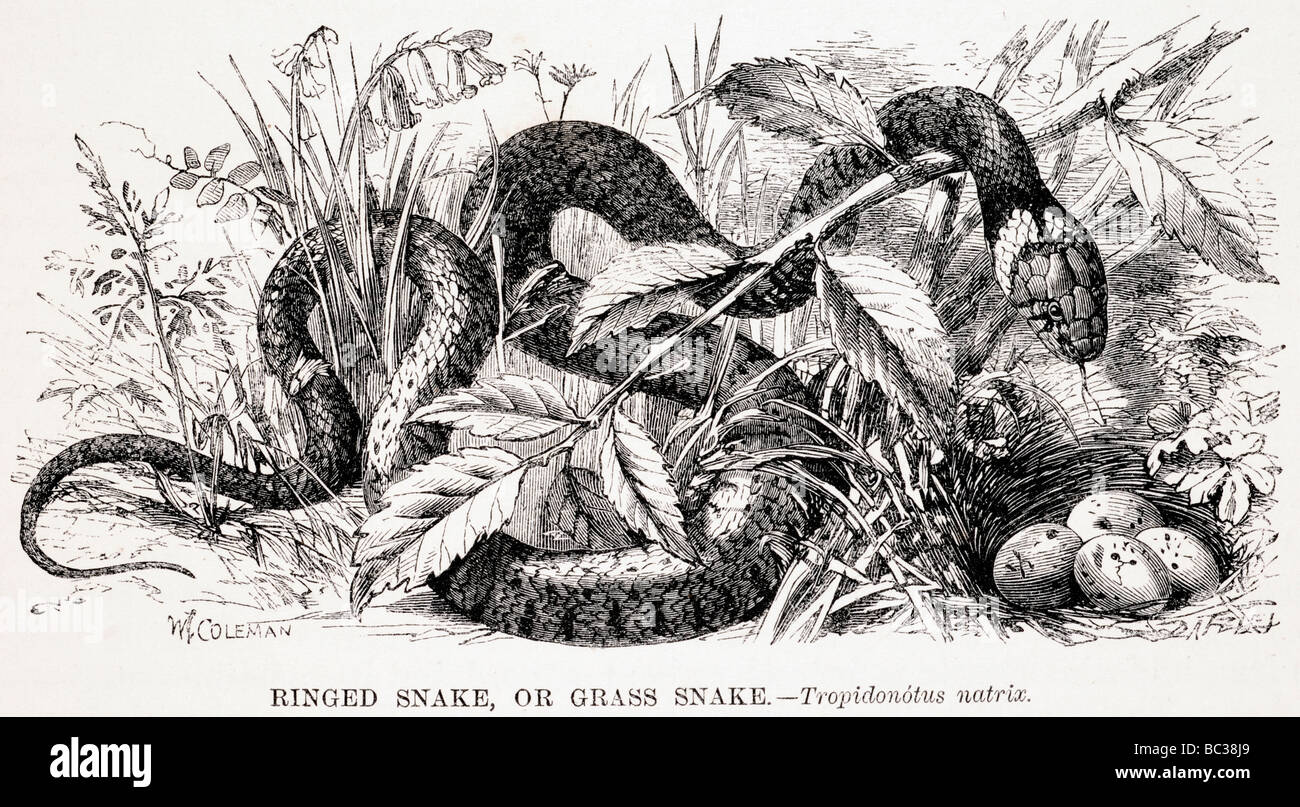 ringed snake or grass snake tropidonotus natrix Stock Photo