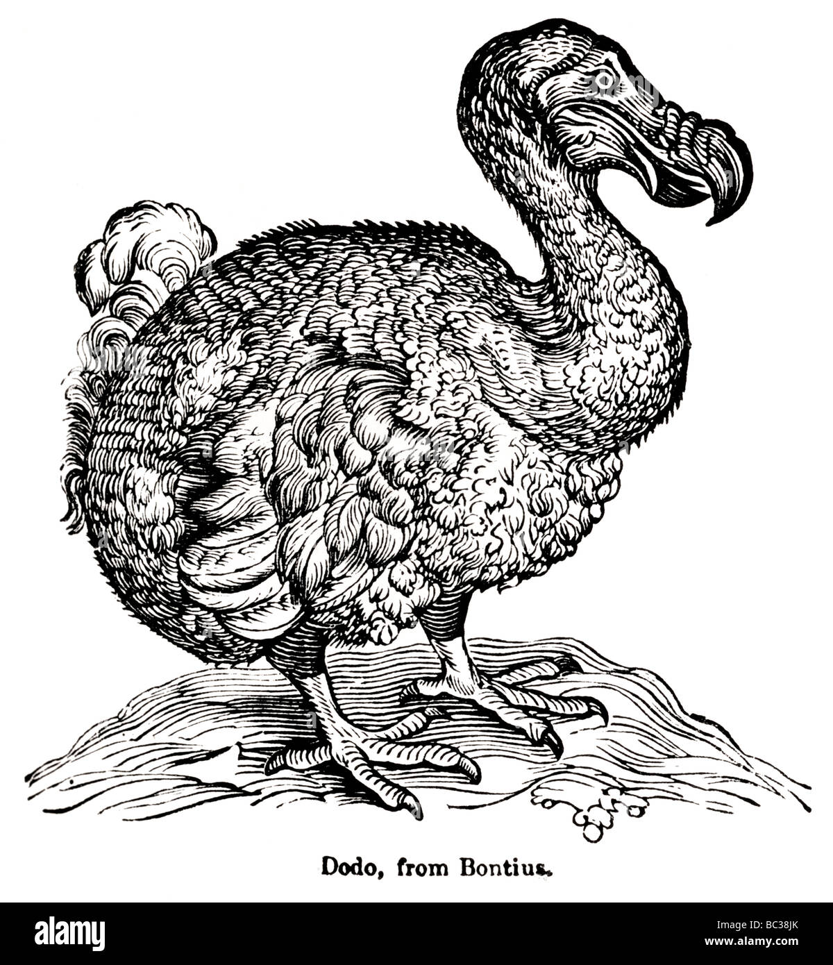 Extinct Dodo Bird Stock Photos & Extinct Dodo Bird Stock Images - Alamy