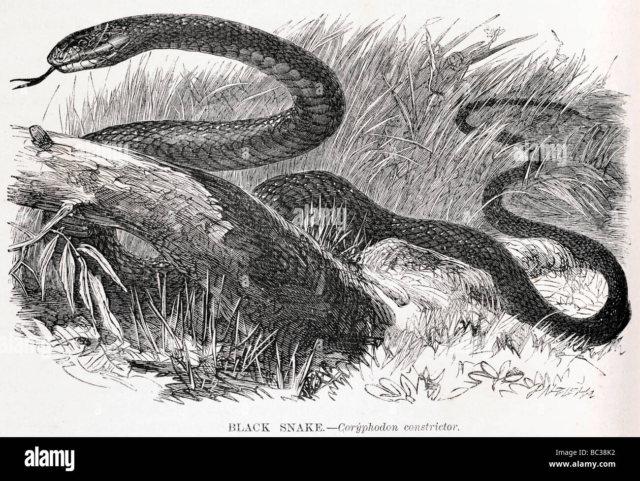 black snake coryphodon constrictor Stock Photo