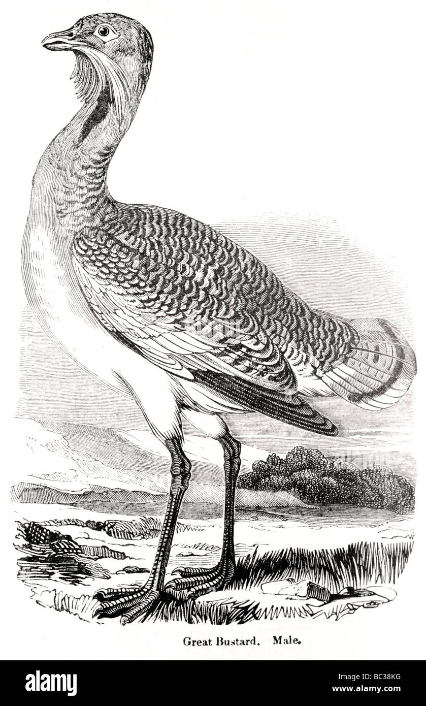 Hand drawing illustration great bustard hi-res stock photography and ...
