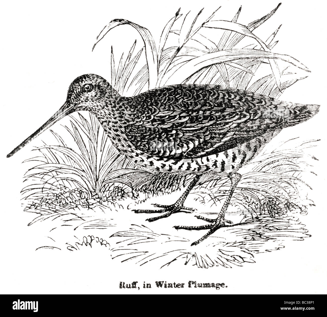 Ruff In ruff in winter plumage Stock Photo - Alamy