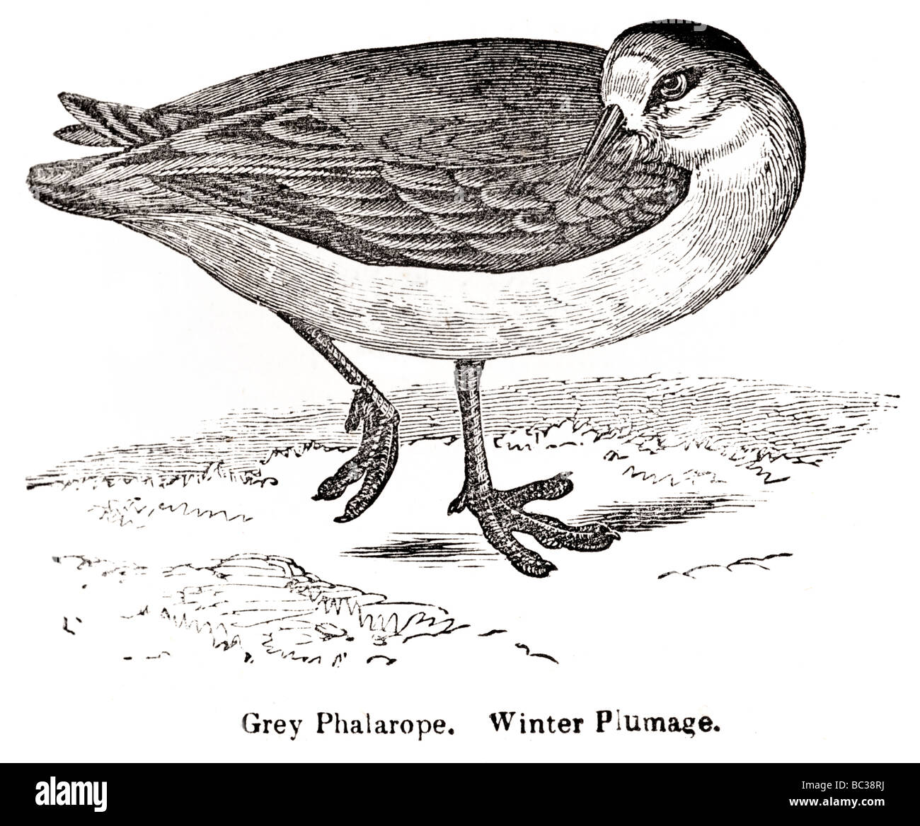 grey phalarope winter plumage Stock Photo
