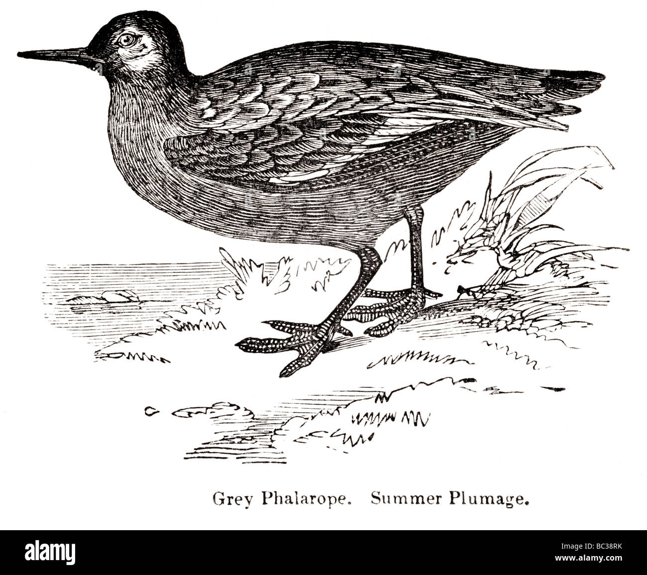 grey phalarope summer plumage Stock Photo