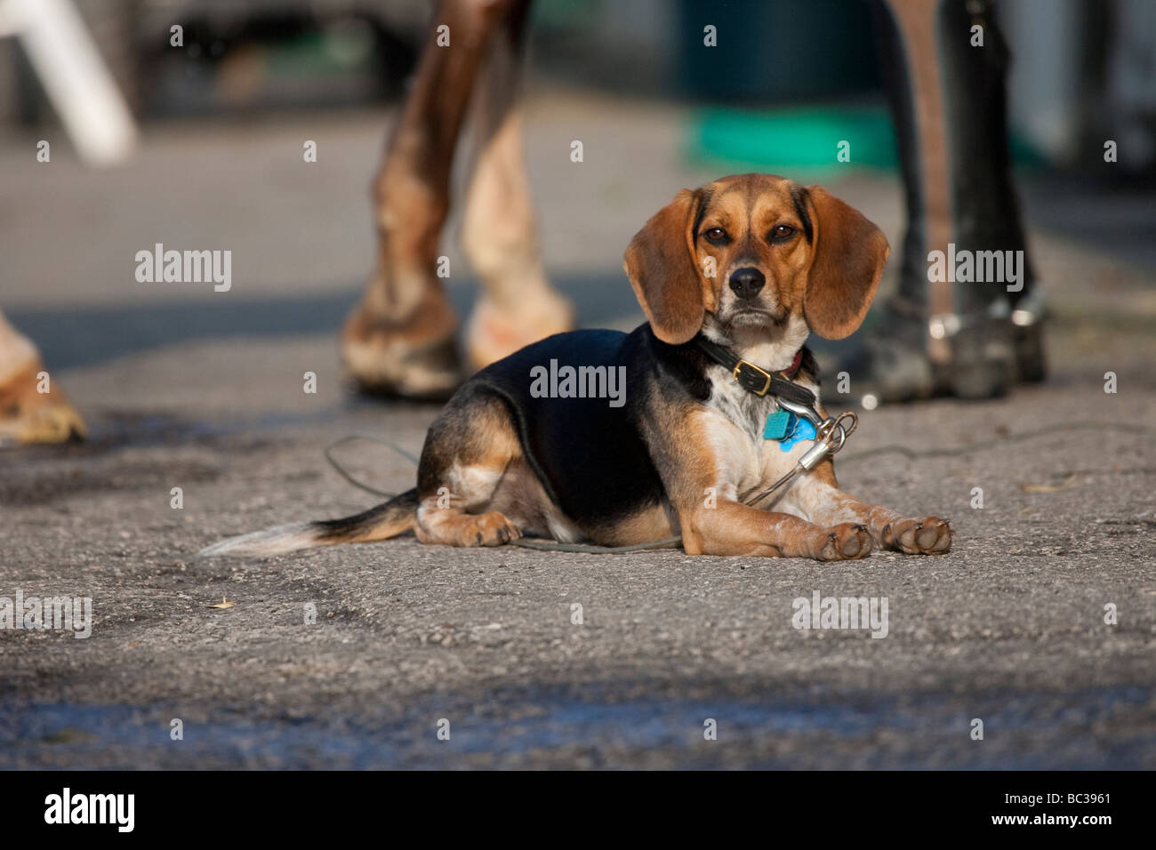 Beagle boots clearance