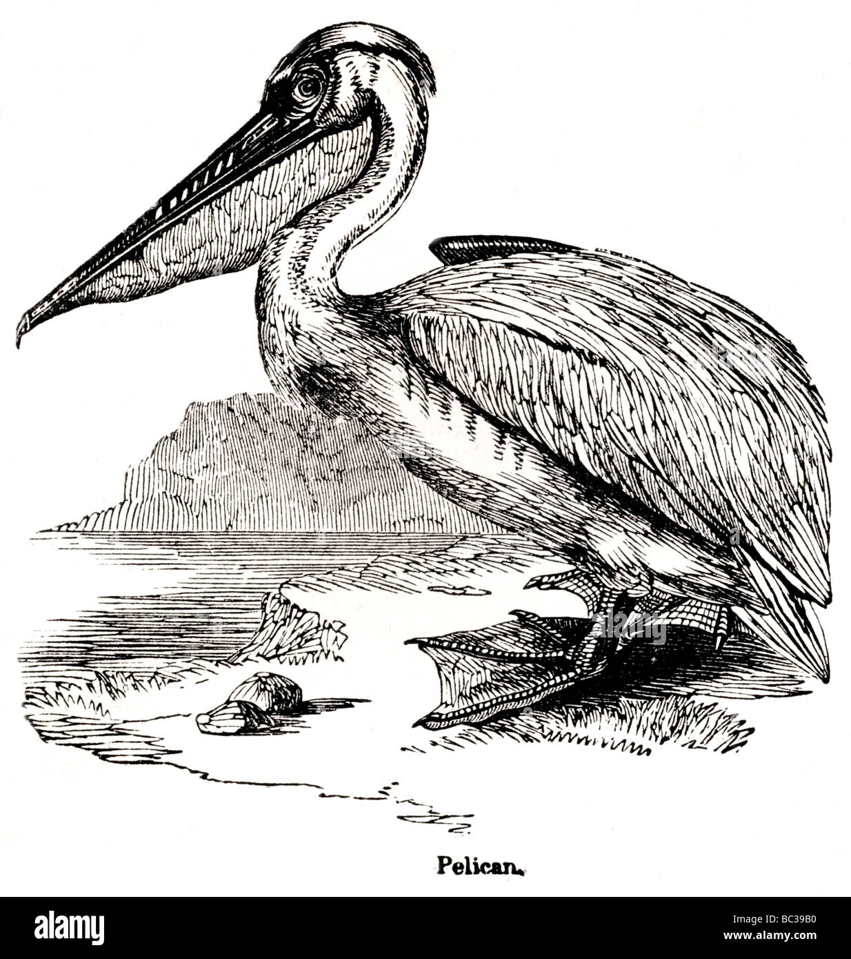 Pelican book hi-res stock photography and images - Alamy