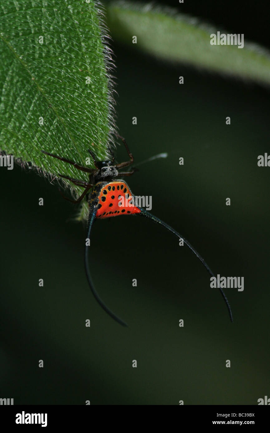 Malaysia insect hi-res stock photography and images - Alamy