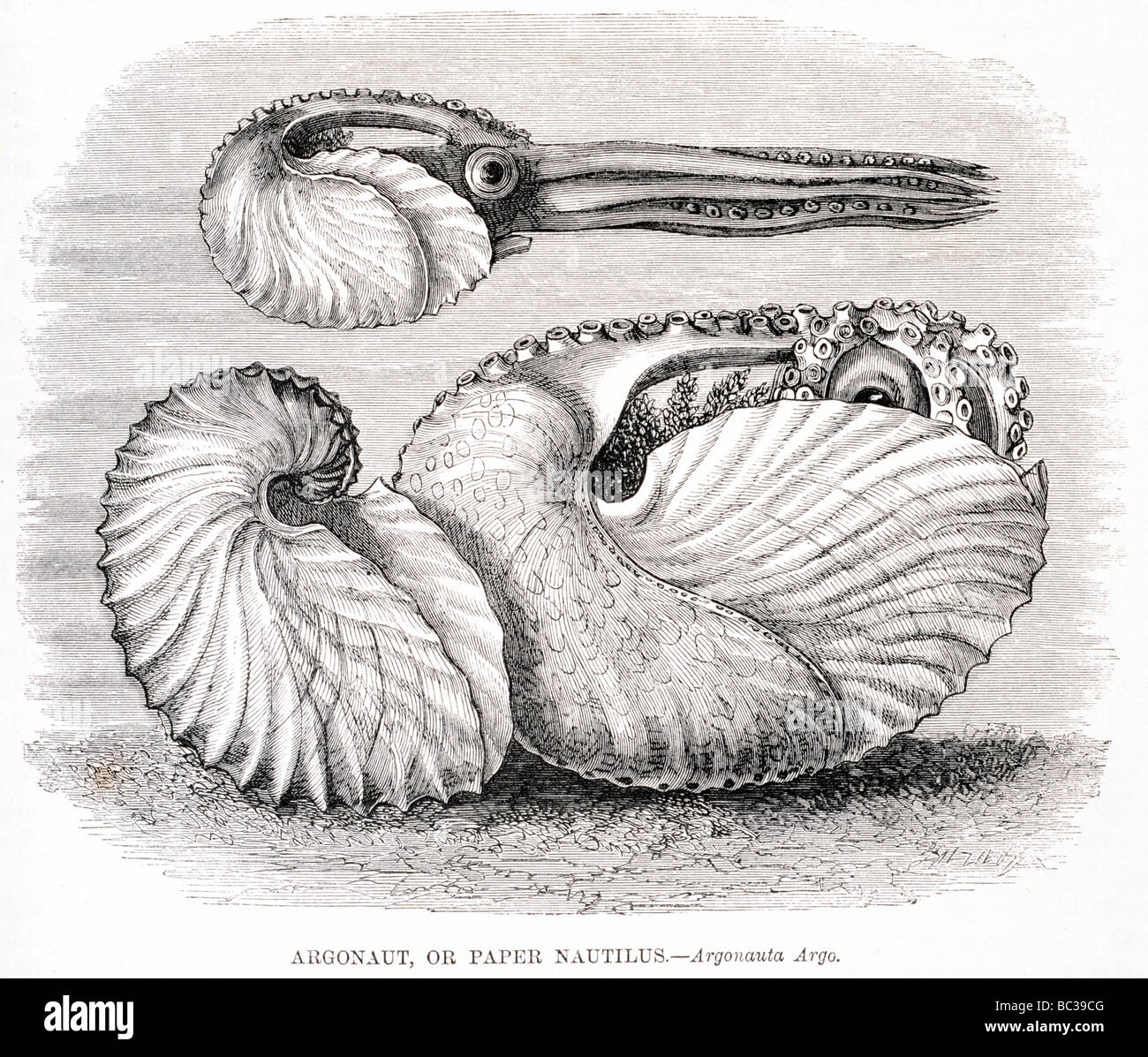 Argonauta hires stock photography and images Alamy