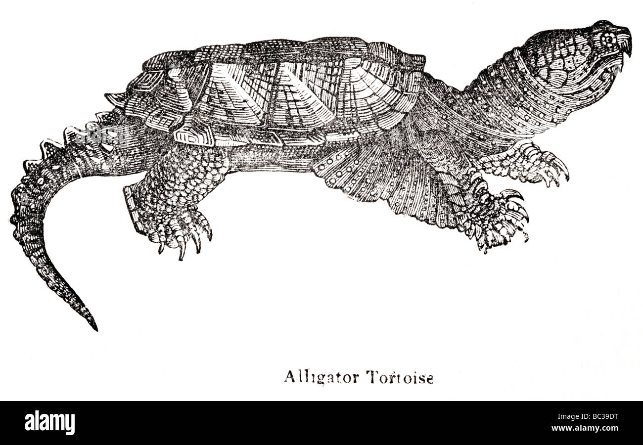 alligator tortoise Stock Photo