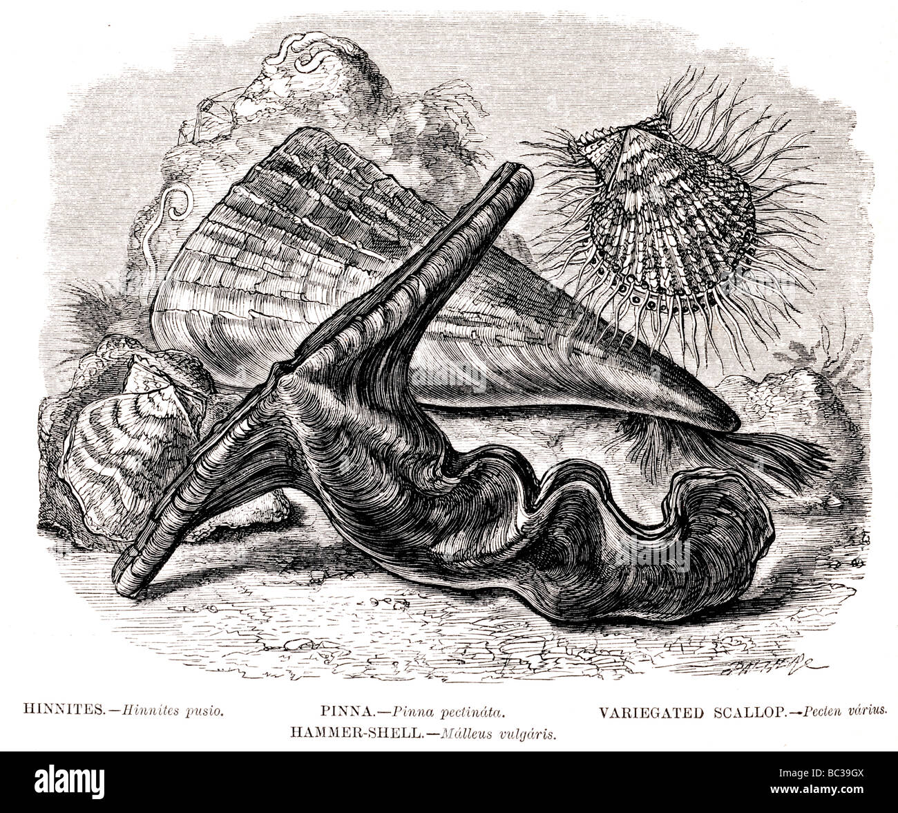 hannites pinna variegated scallop hammer shell Stock Photo Alamy