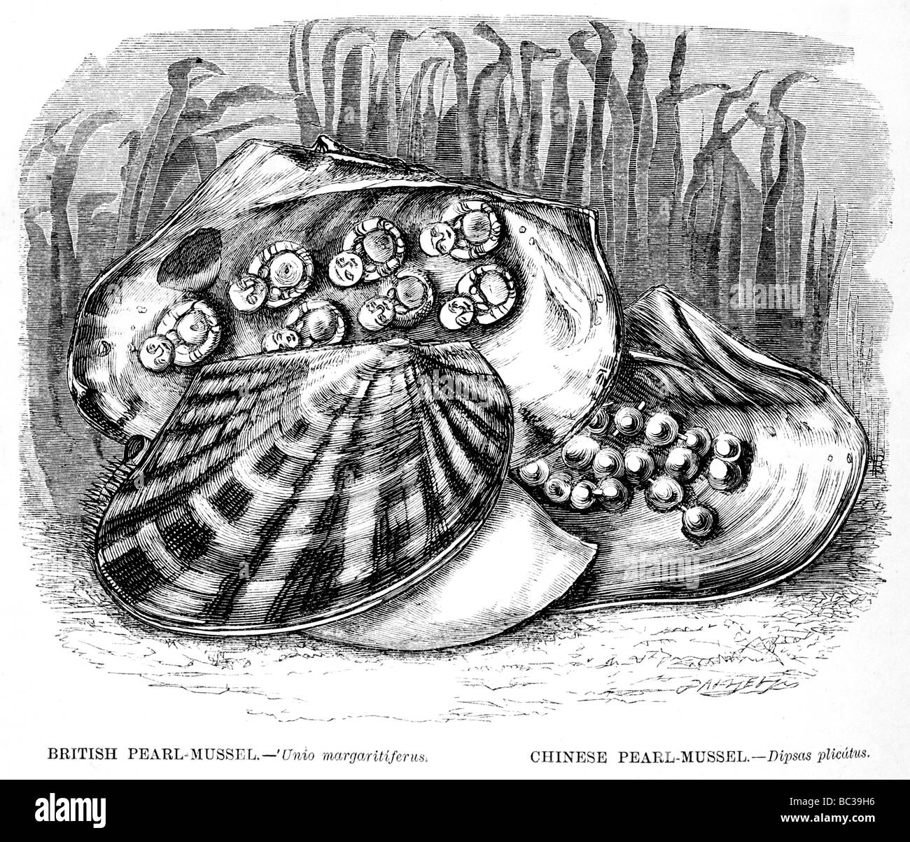 british pearl mussel unio margaritiferus chinese pearl mussel dipsas