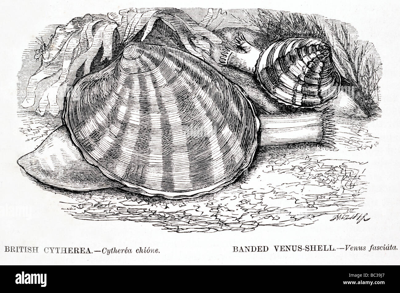 british cytherea cytherea chione banded venus shell venus fasciata
