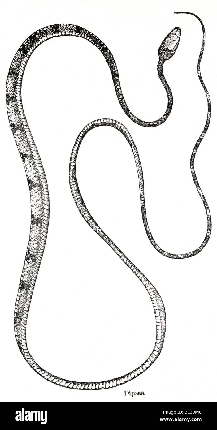 Snail eating drawing hires stock photography and images Alamy