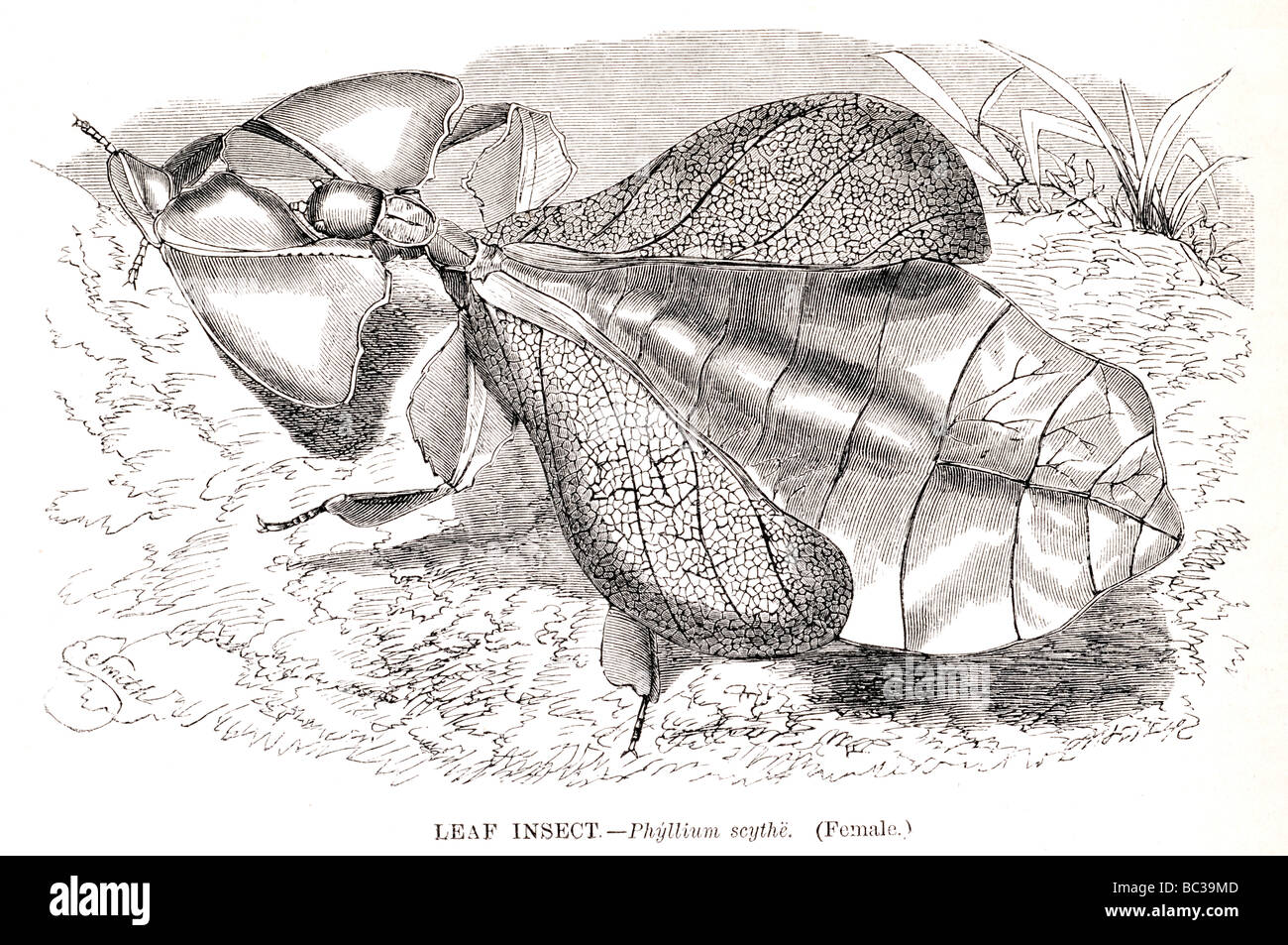 Phyllium scythe hi-res stock photography and images - Alamy