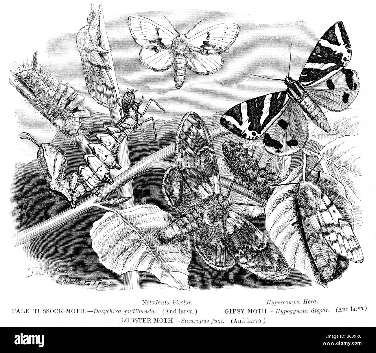Arthropods arthropoda Black and White Stock Photos & Images - Alamy