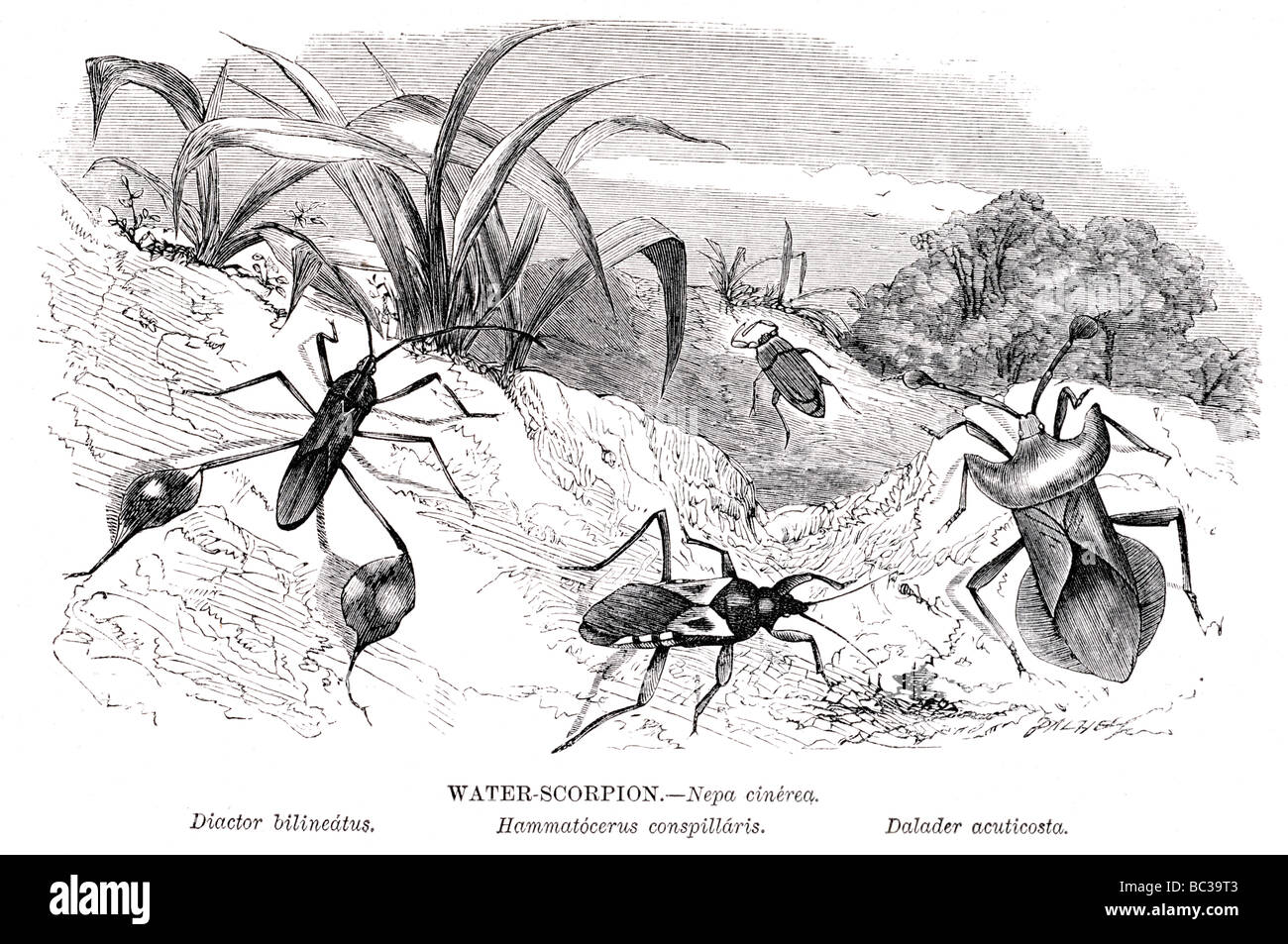 water scorpion nepa cinerea diactor bilineatus hammatocerus conspillaris dalader acuticosta Stock Photo