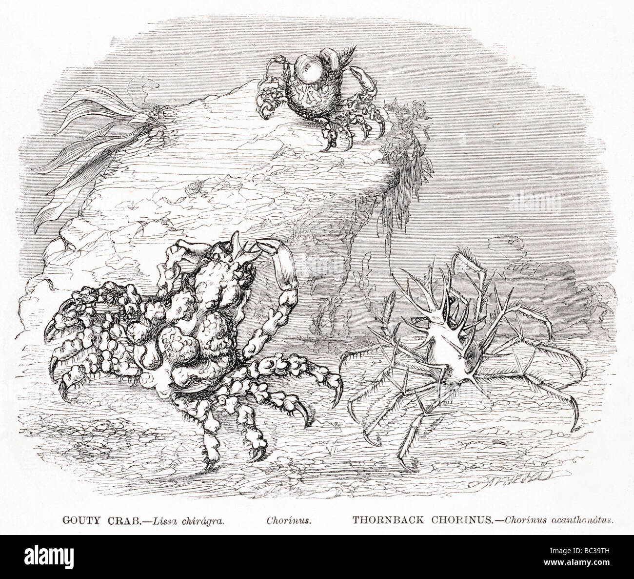 gouty crab lissa chiragra chorinus thornback chorinus acanthonotus