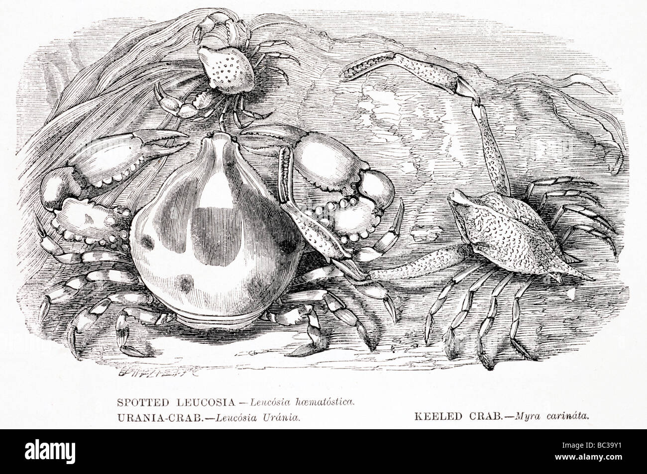 spotted leucosia haematostica urania crab leucosia urania keeled crab myra carinata Stock Photo