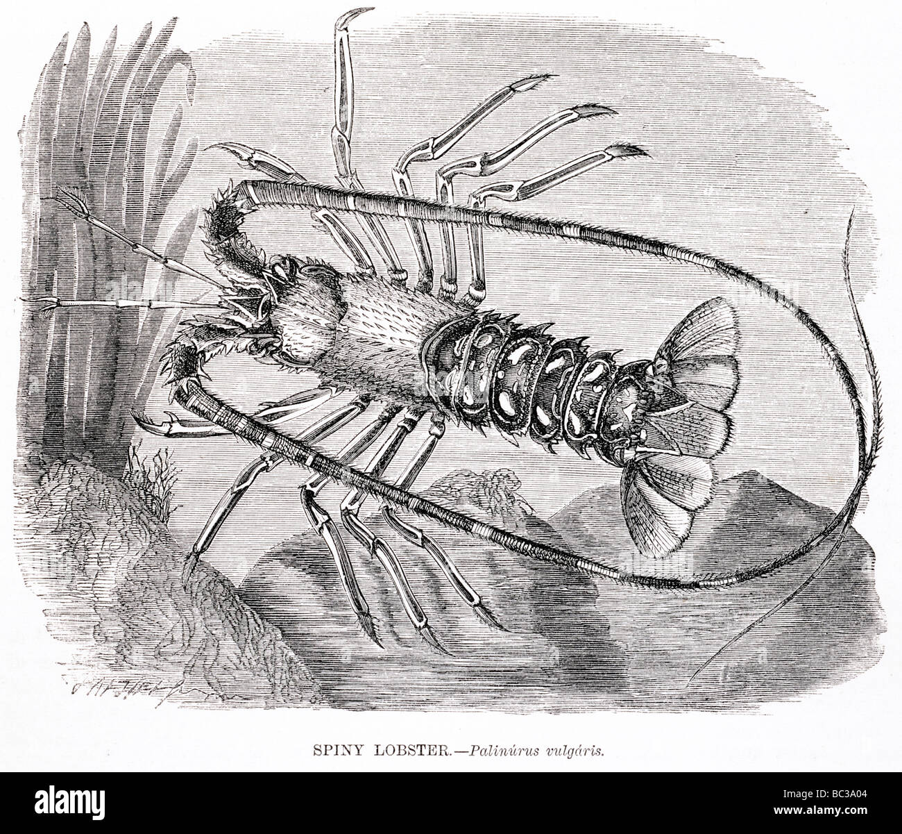 spiny lobster palinurus vulgaris Stock Photo