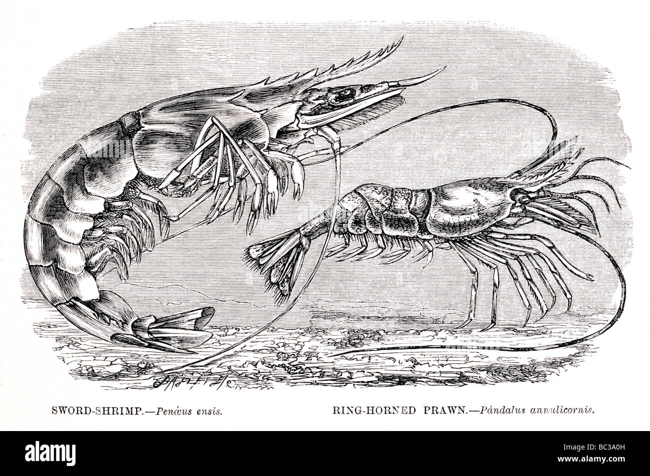 sword shrimp penaeus ensis ring horned prawn pandalus annulicornis Stock Photo