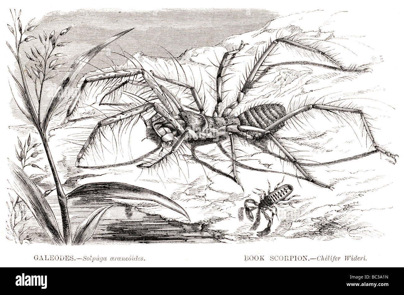galeodes solpuga araneoides book scorpion chelifer wideri Stock Photo