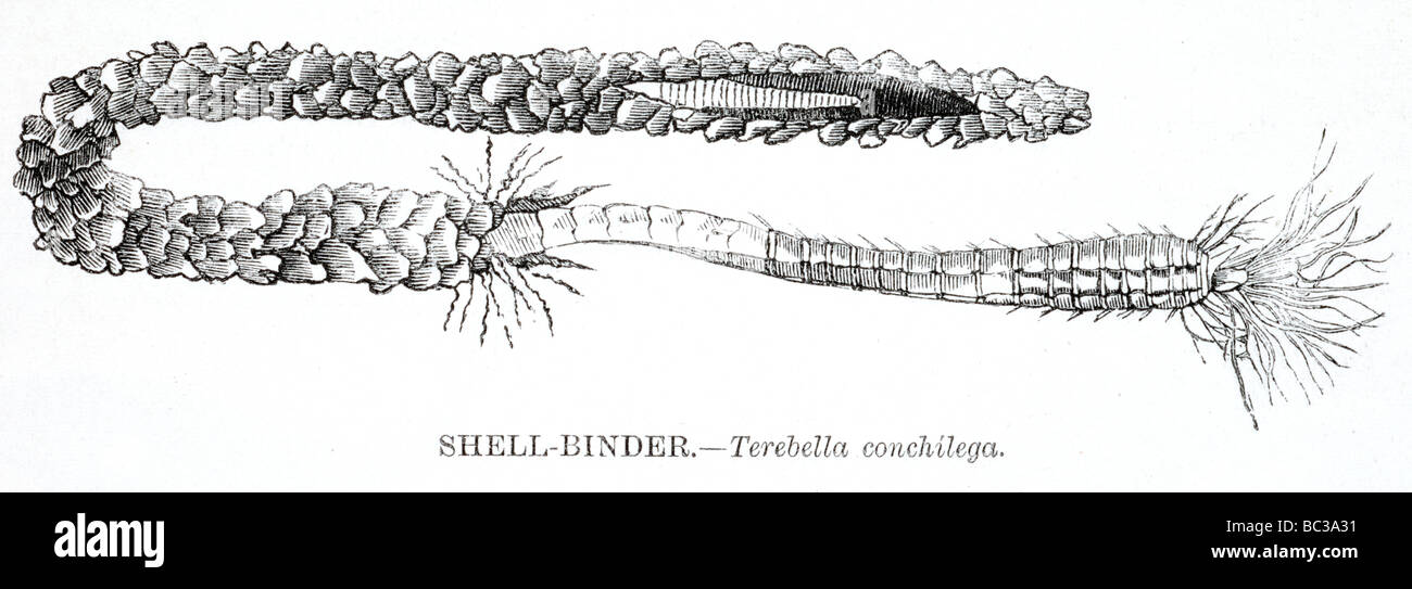 shell binder terebella conchilega Stock Photo