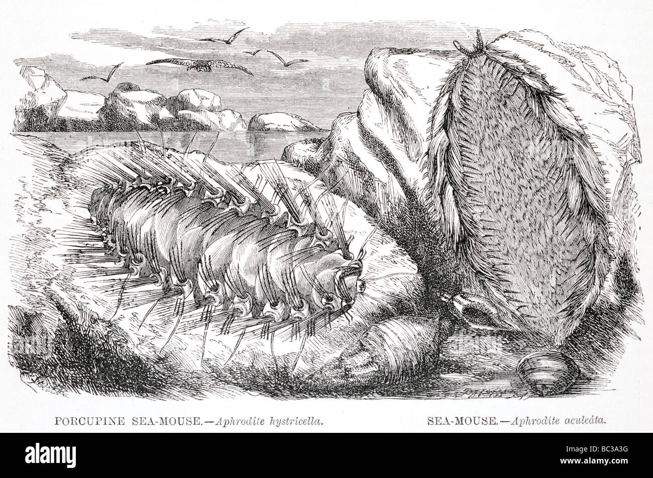 Sea Mouse Diagram