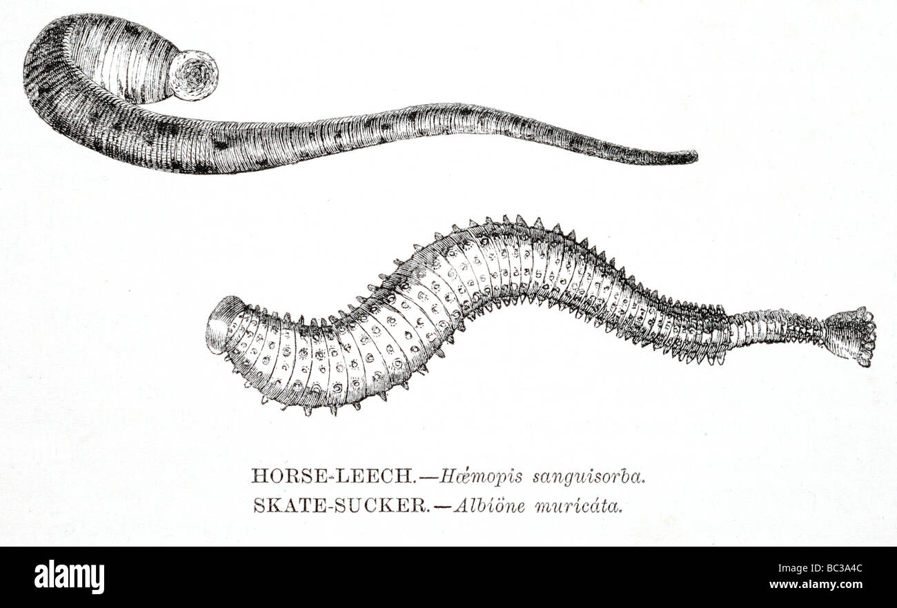 horse leech haemopis sanguisorba skate sucker albione muricata Stock Photo