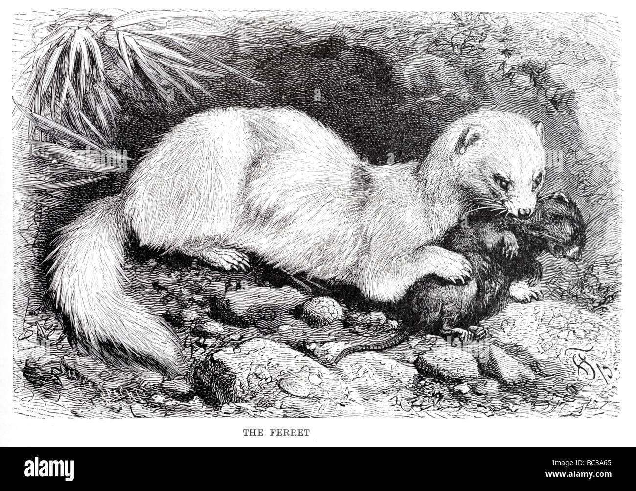 Ferret hunting rabbits hires stock photography and images Alamy