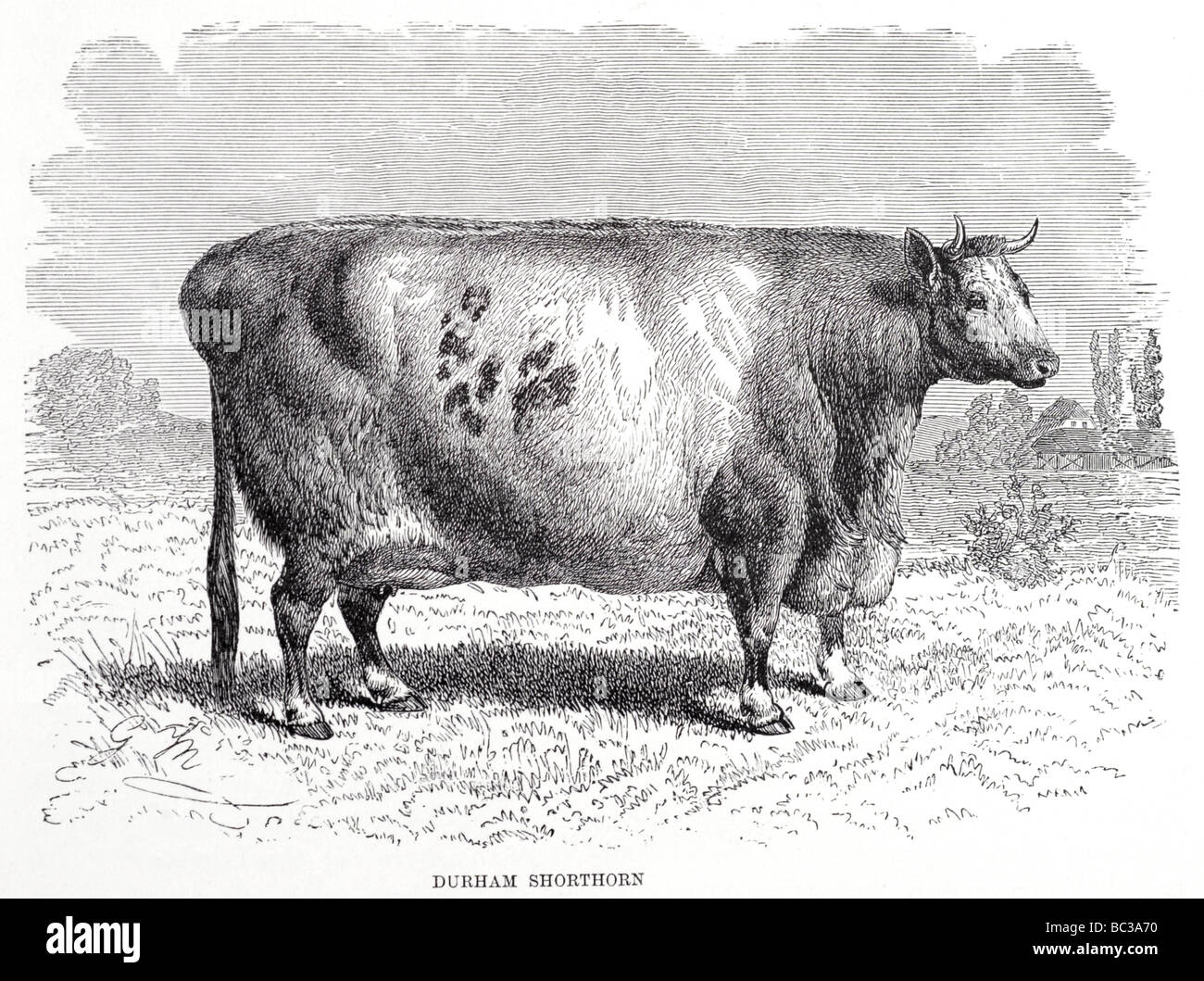 Durham shorthorn cattle hi-res stock photography and images